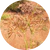 Cyperus Rotundus